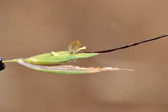 Image of Red grass