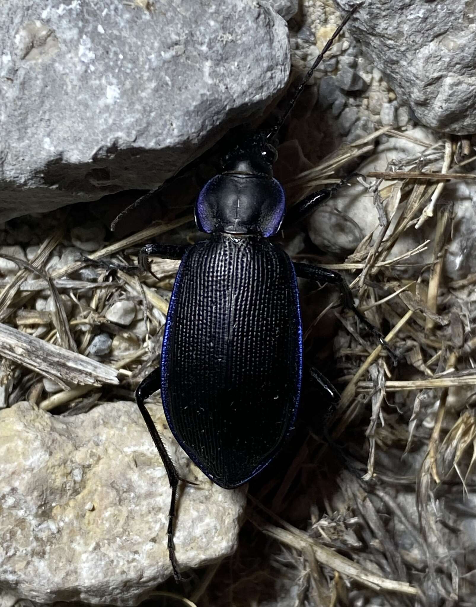 Imagem de Calosoma (Callitropa) externum (Say 1823)