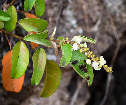 Image of Croton ferrugineus Kunth