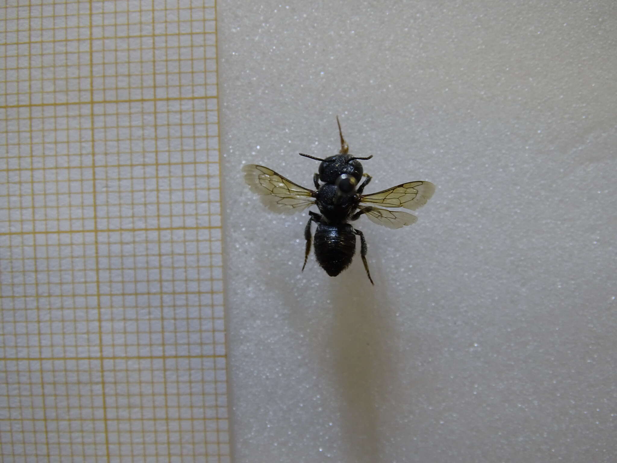 Image of Apical Leafcutter Bee