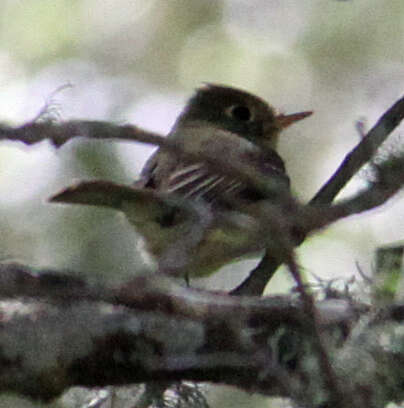 Image of Pacific-slope Flycatcher