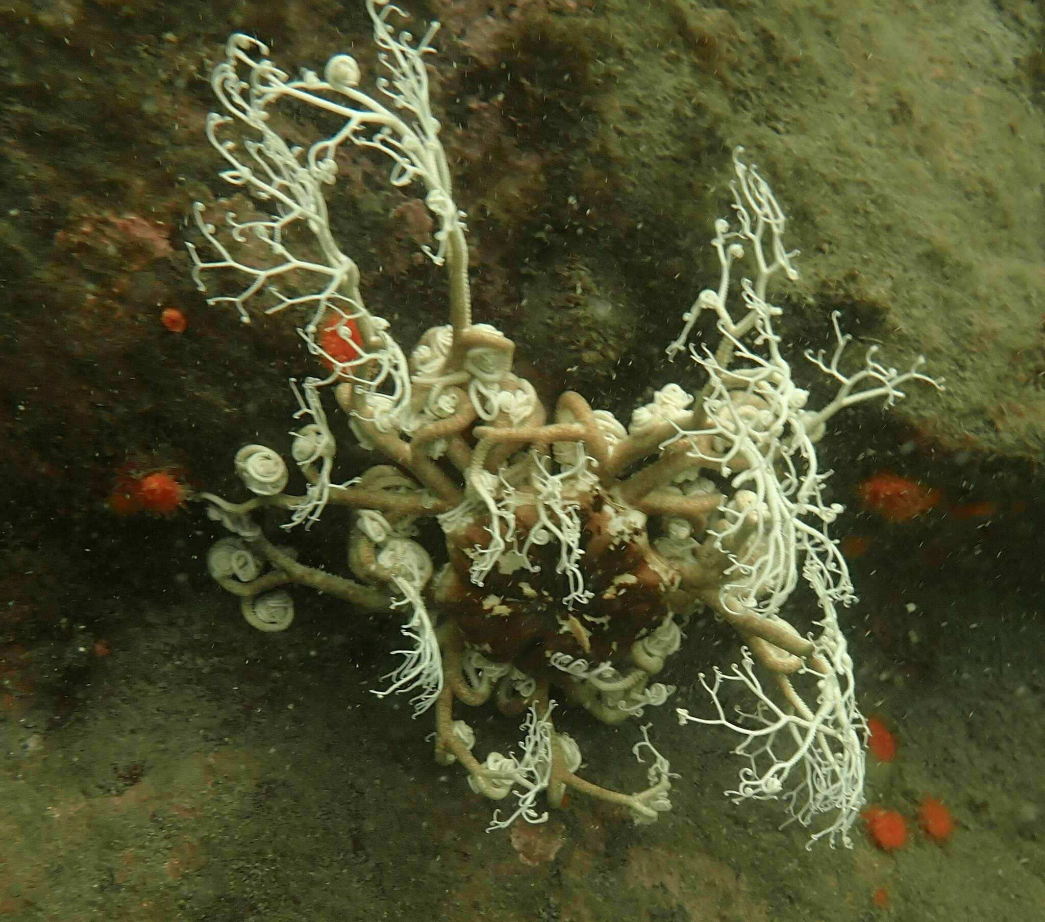 Image of basket star