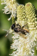 Image of Unarmed Leaf-cutter Bee