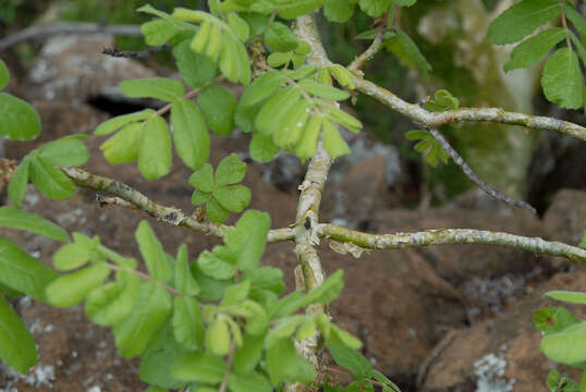 Sivun Commiphora marlothii Engl. kuva