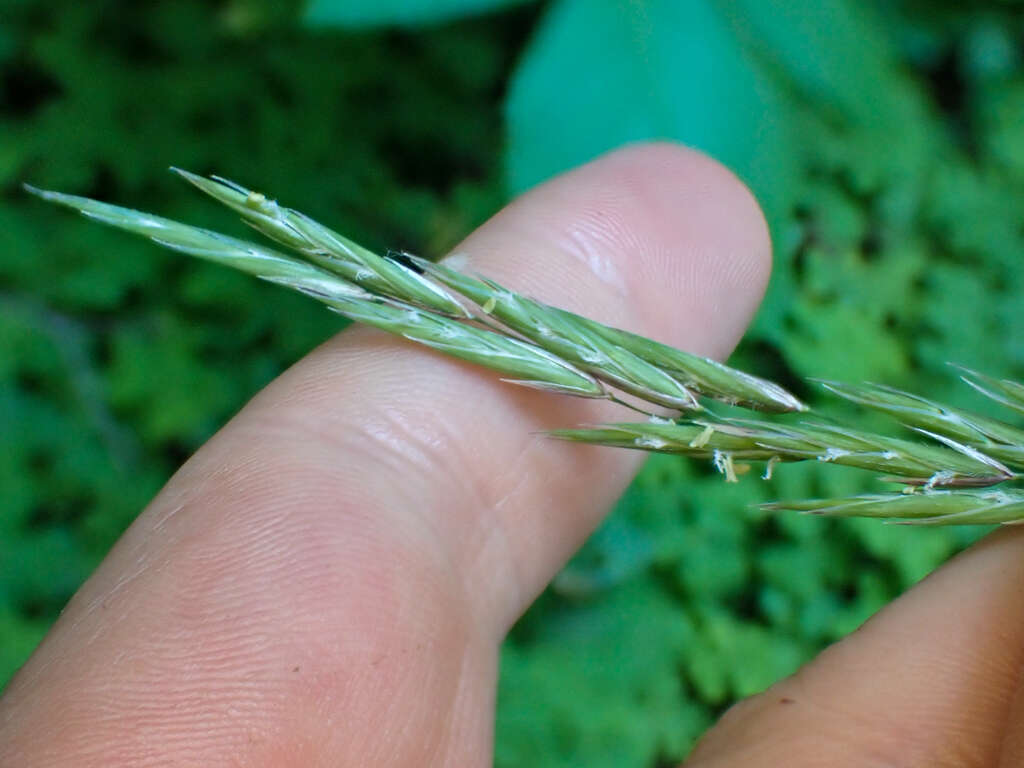 Image of Alaska oniongrass