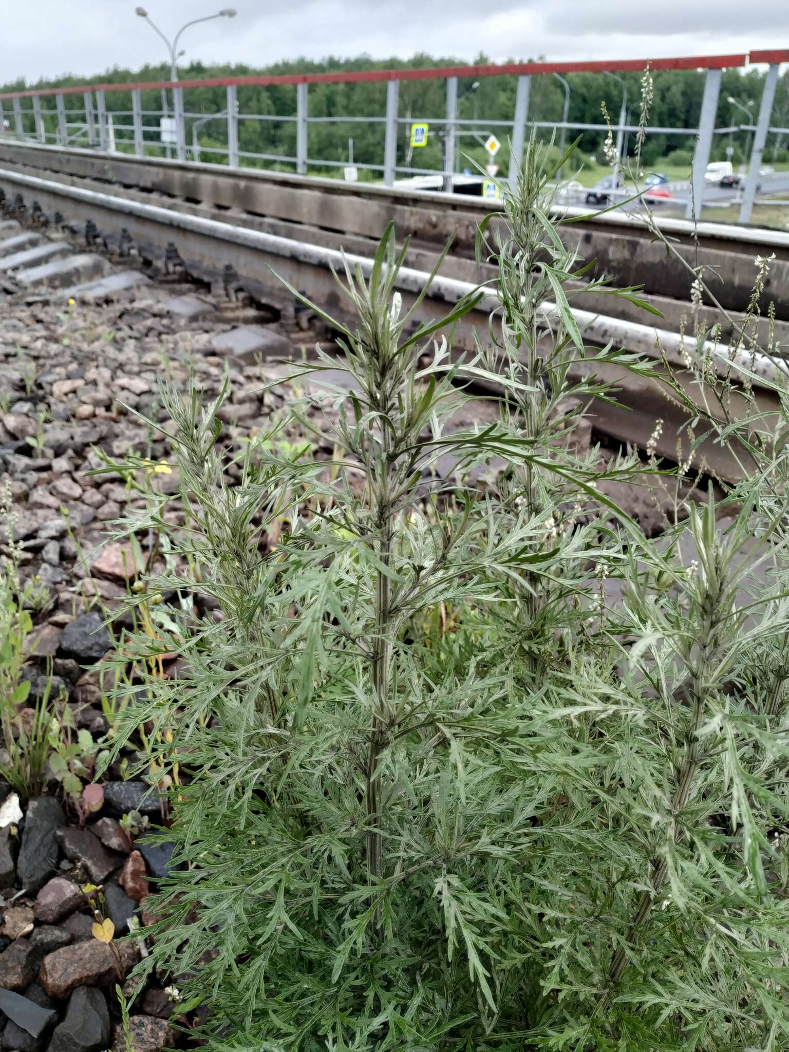 Image de Artemisia sieversiana Ehrh. ex Willd.