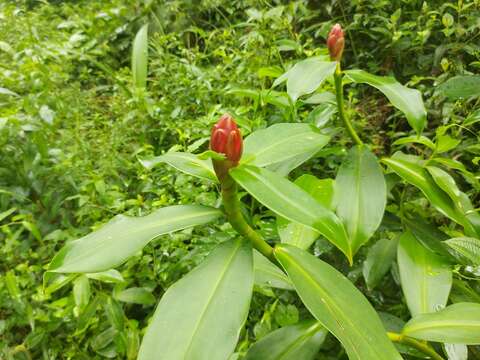 Image of Costus atlanticus