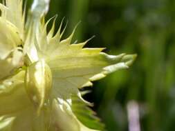 Image of Rhinanthus glacialis Personn.