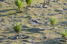 Image of Semipalmated Plover