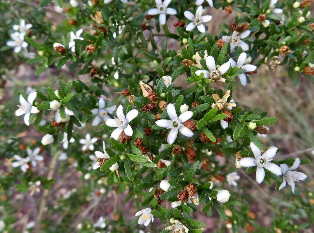 Image of Philotheca difformis subsp. smithiana (Benth.) Paul G. Wilson