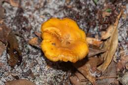 صورة Cantharellus tenuithrix Buyck & V. Hofst. 2011