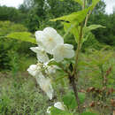 Слика од Philadelphus schrenkii Rupr.