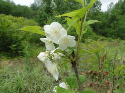 Image of Philadelphus schrenkii Rupr.