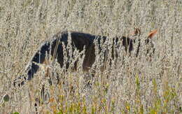 Image of African Wildcat