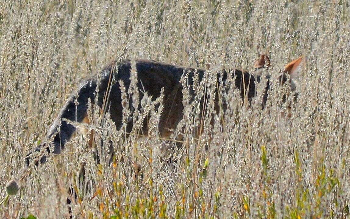 Image of African Wildcat