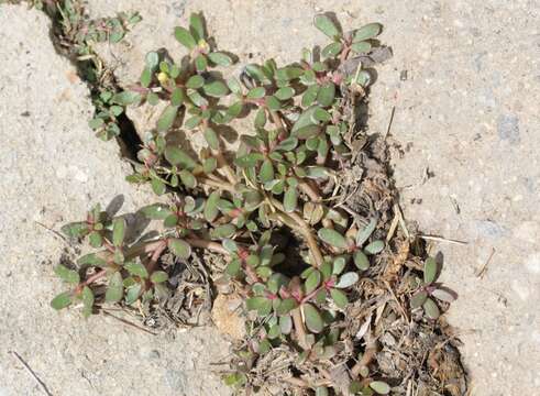 Image of common purslane