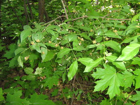 Image de Euonymus verrucosus Scop.