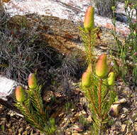 Image of Leucadendron nobile I. Williams