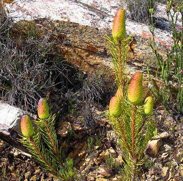 Image of Leucadendron nobile I. Williams