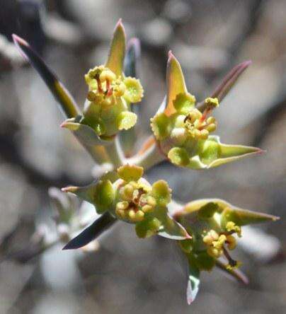 Image de Euphorbia quadrata Nel