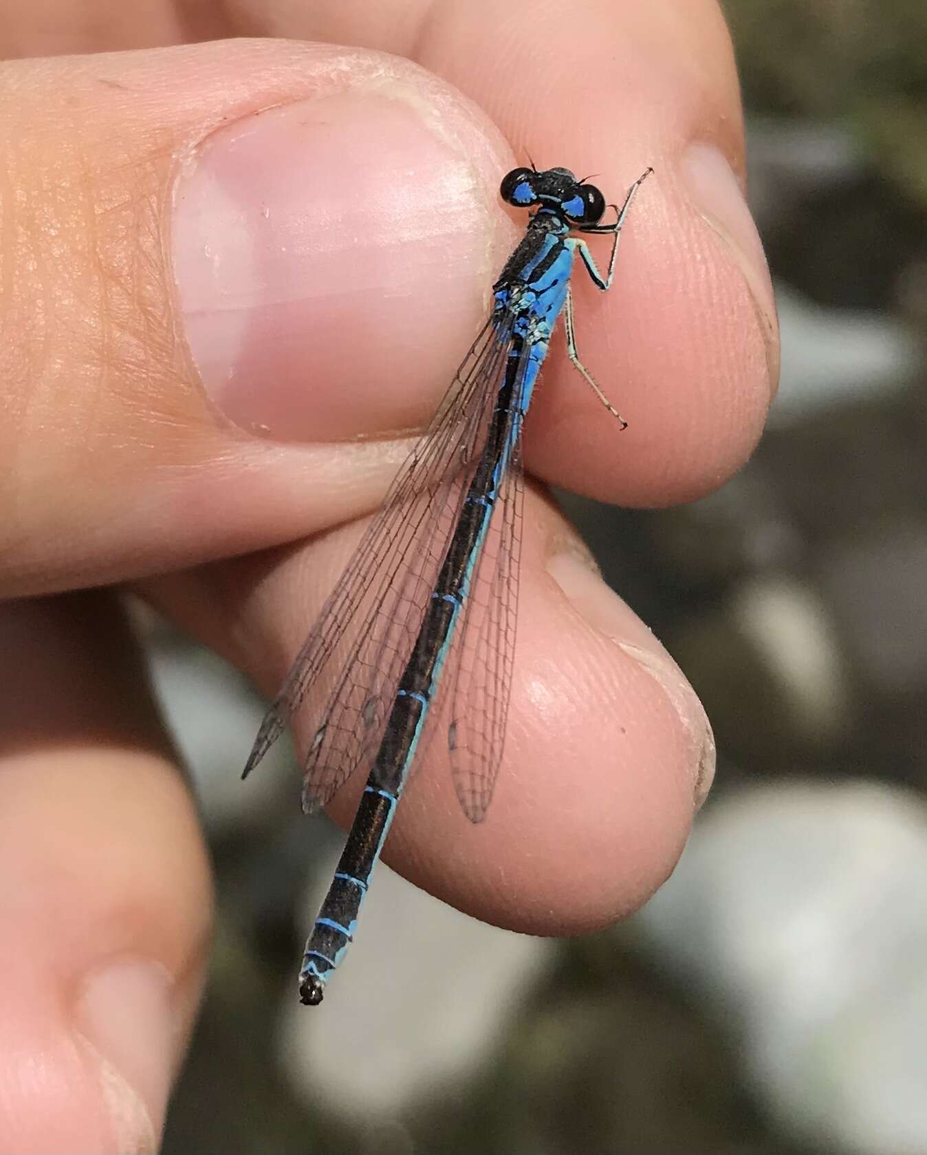 Image of Ornate Bluet