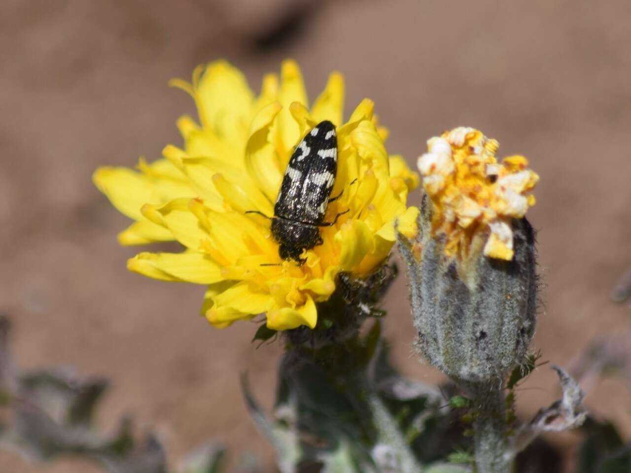 Слика од Acmaeodera idahoensis Barr 1969