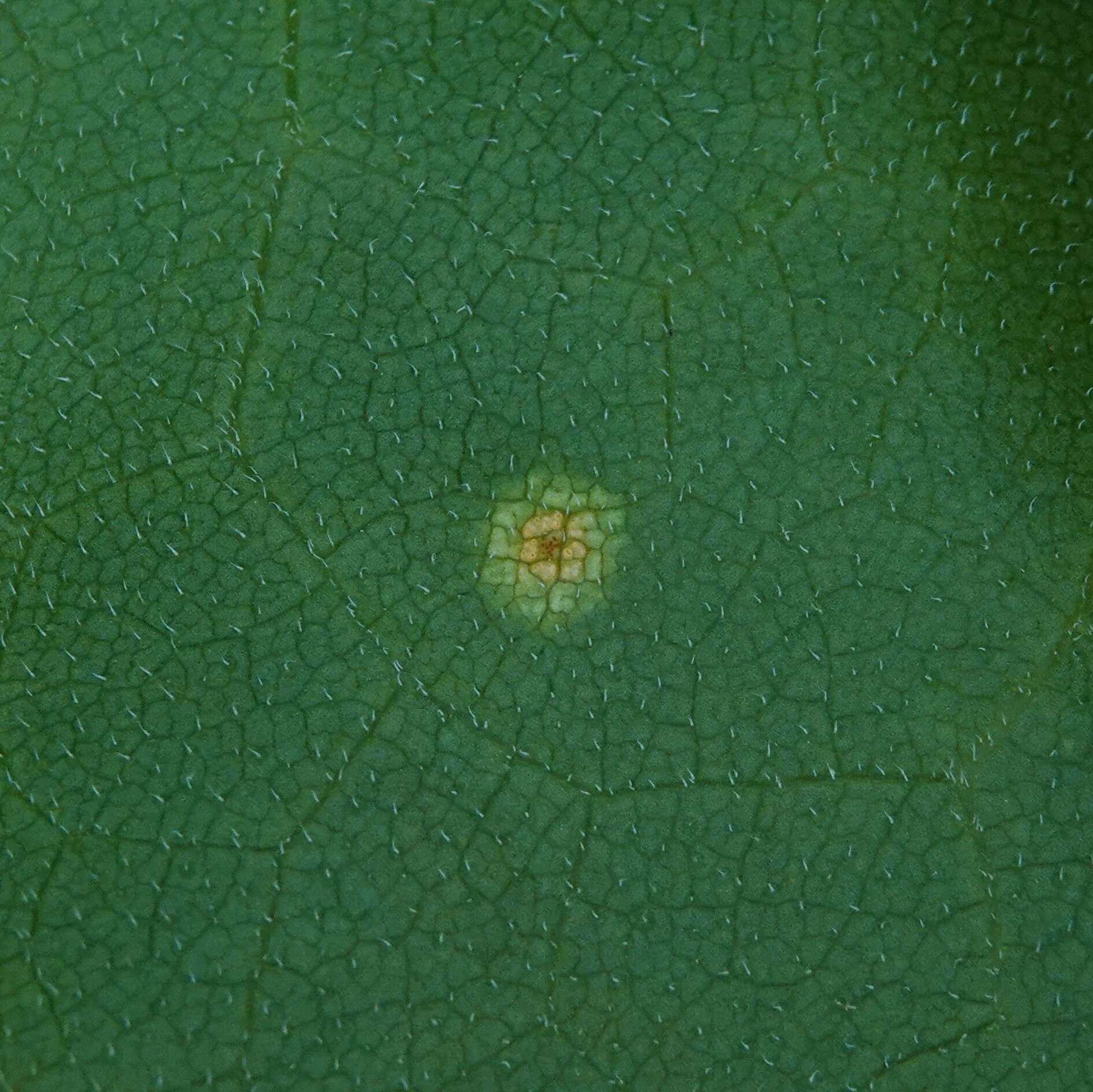 Imagem de Puccinia silphii Schwein. 1832