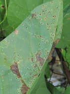 Image de Puccinia convolvuli (Pers.) Castagne 1842