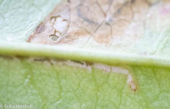 صورة Stigmella slingerlandella (Kearfott 1908) Wilkinson et al. 1979