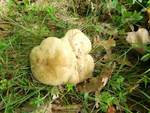 Image of Iodine bolete