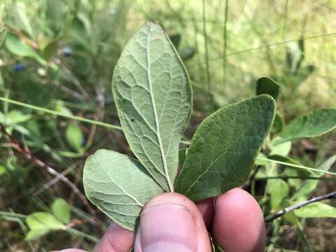 Image of blue huckleberry