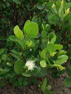 Image of Mangrove apple