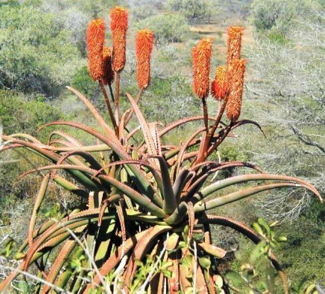 Aloe rupestris Baker resmi