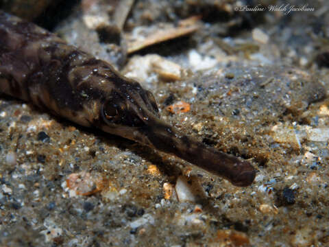 Image of Chain pipefish