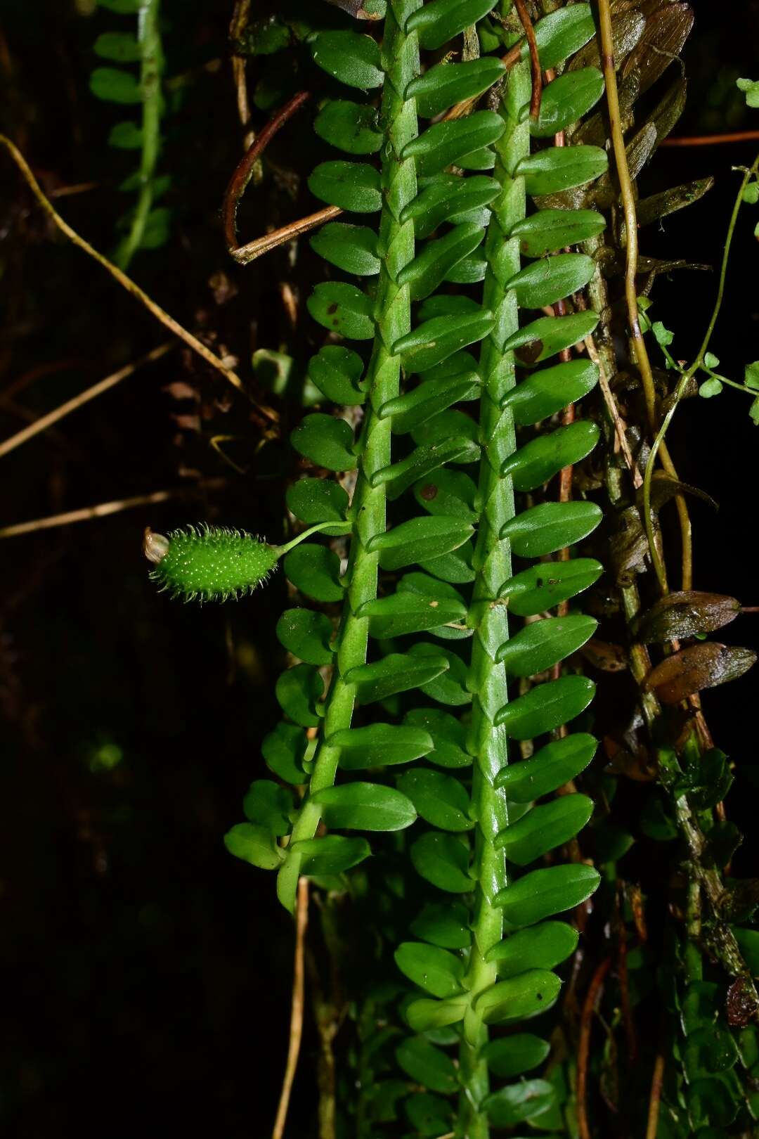 Dichaea latifolia Lindl.的圖片