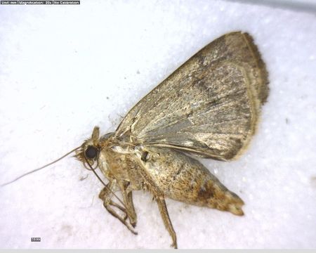 Image of Greater Red Dart