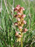 Plancia ëd Dactylorhiza viridis (L.) R. M. Bateman, Pridgeon & M. W. Chase