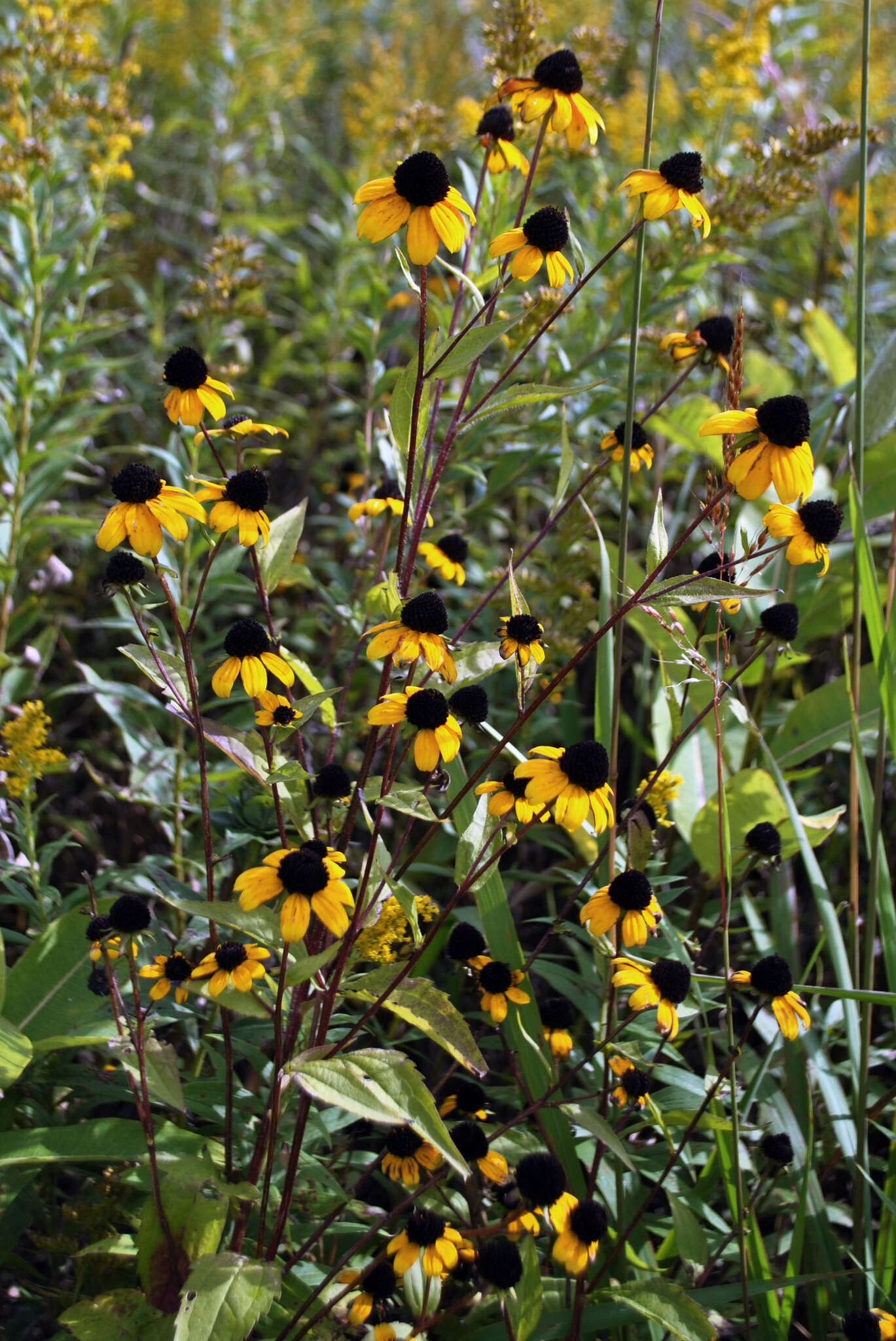 Image of browneyed Susan