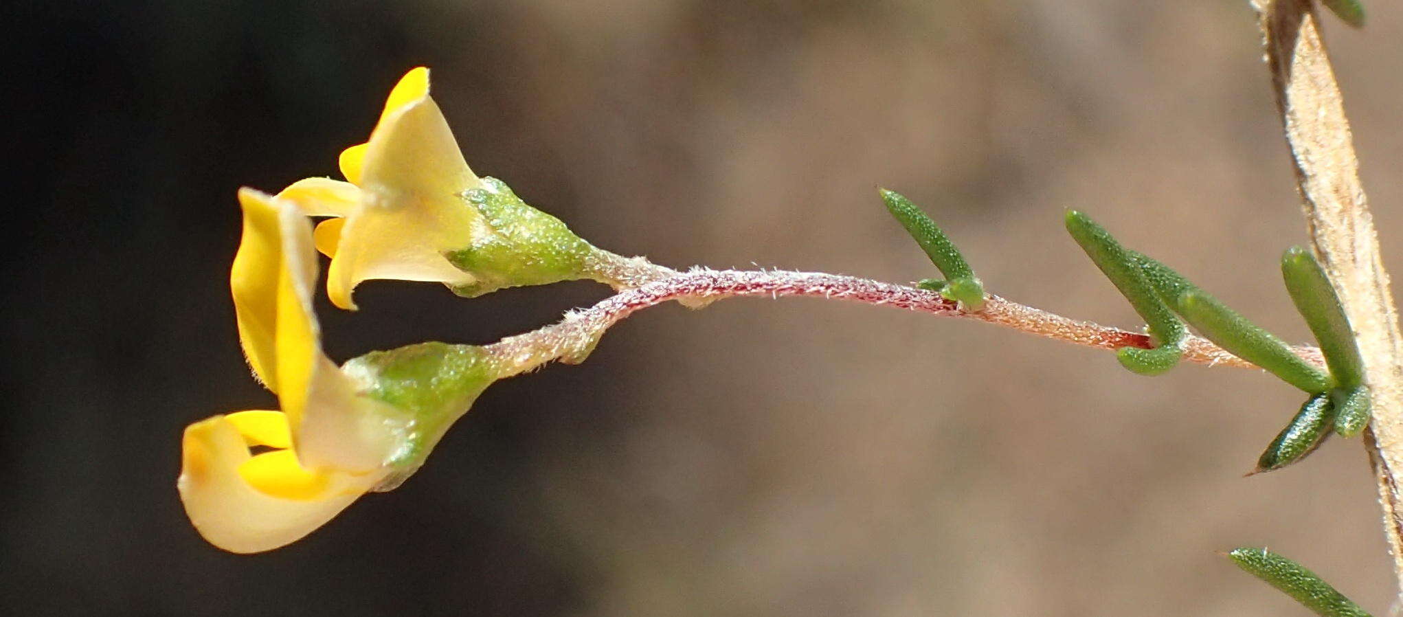 Image of Aspalathus biflora subsp. biflora