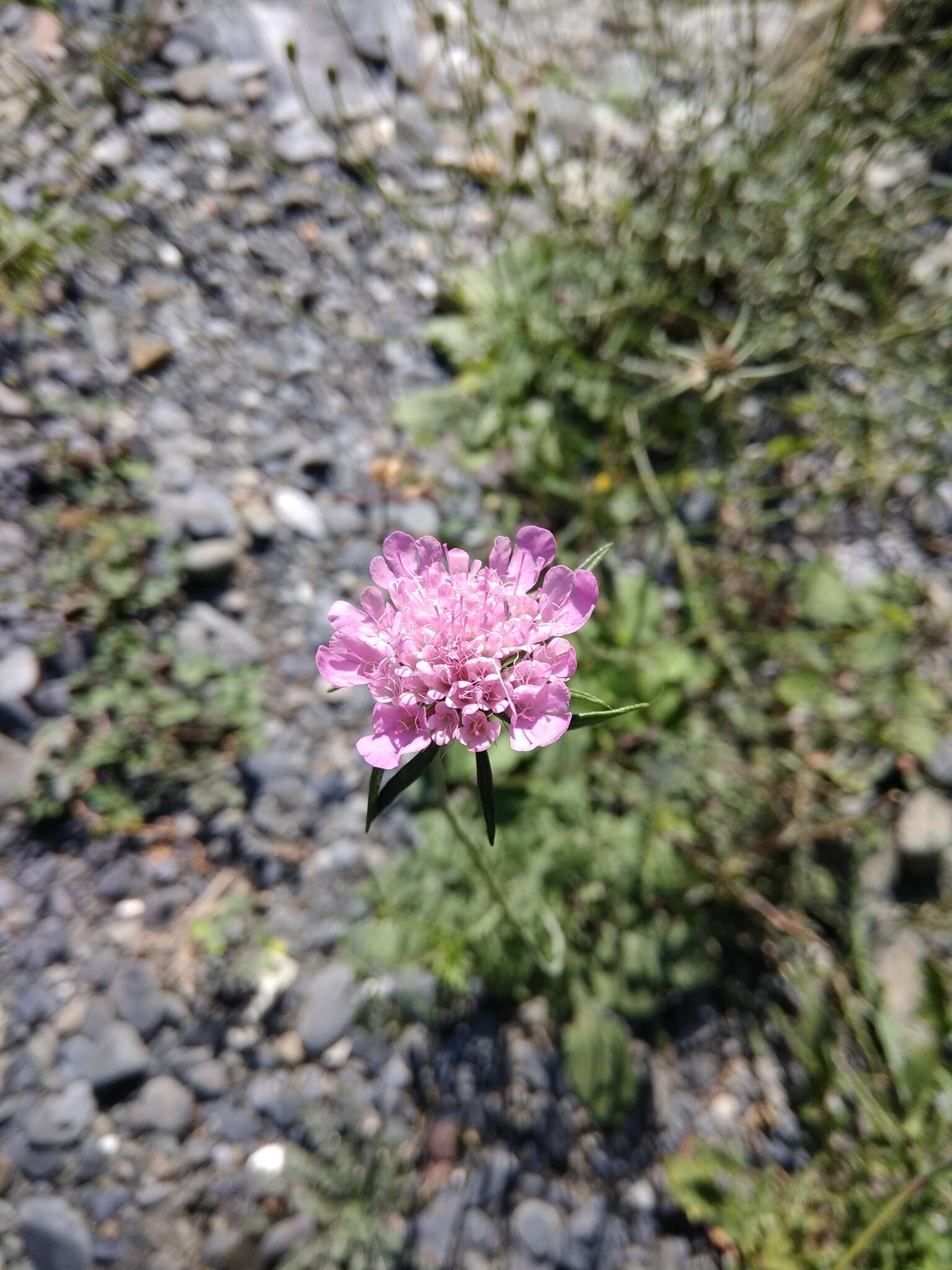 Слика од Scabiosa owerinii Boiss.