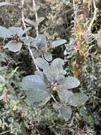 Image of Citharexylum sulcatum Moldenke