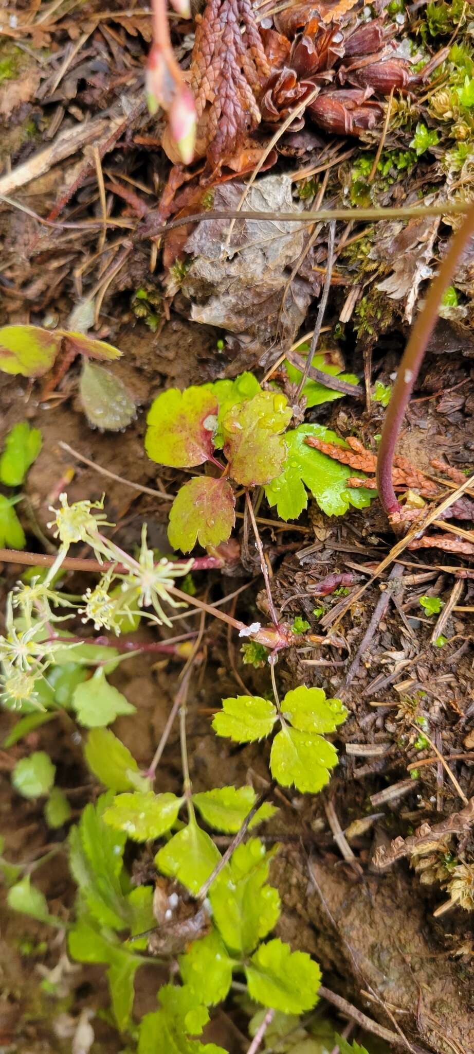 Image of Idaho goldthread