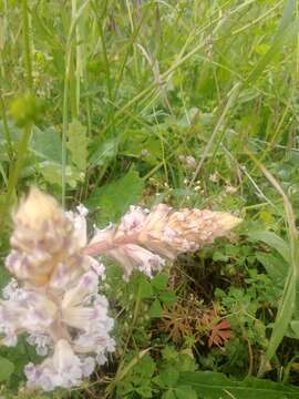 Image de Orobanche crenata Forsskál