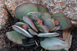 Image of Crassula cotyledonis Thunb.