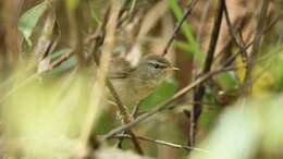 Image of Aberrant Bush Warbler