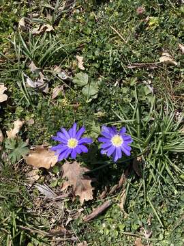 Image of blue anemone