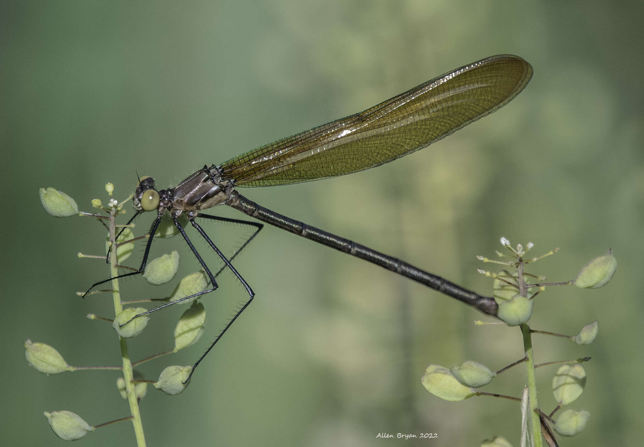 Image of Appalachian Jewelwing