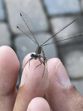 Image of Carolina Spreadwing