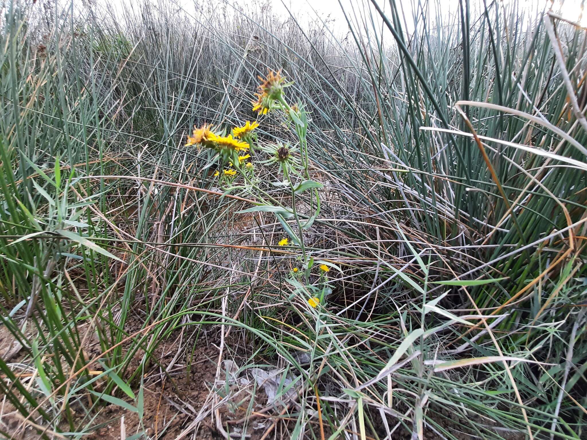 Pentanema caspicum resmi