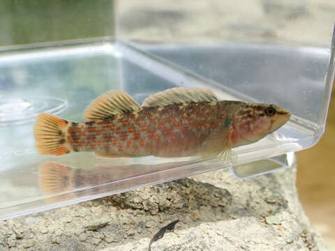 Image of Bloodfin darter